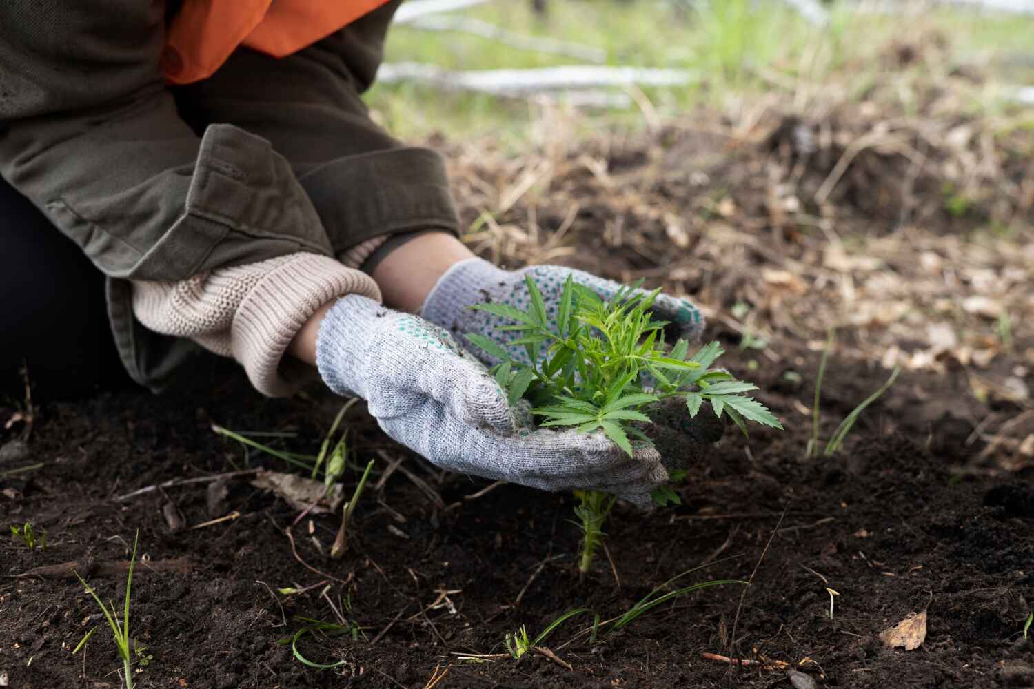 Conway, FL Tree Service Company